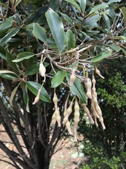Capparis cynophallophora