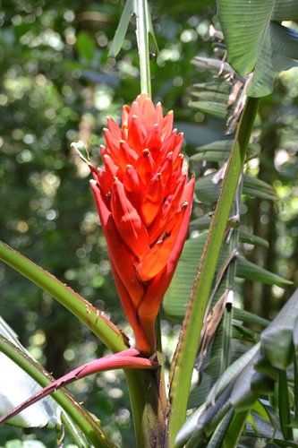 Scarlet Banana (Musa coccinea)