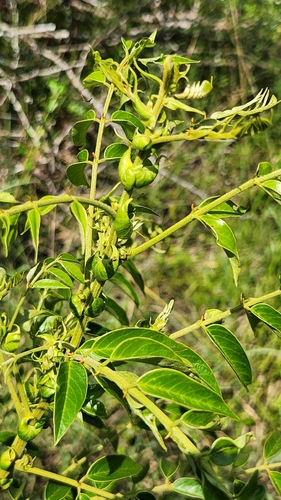 eared senna (Senna petersiana)
