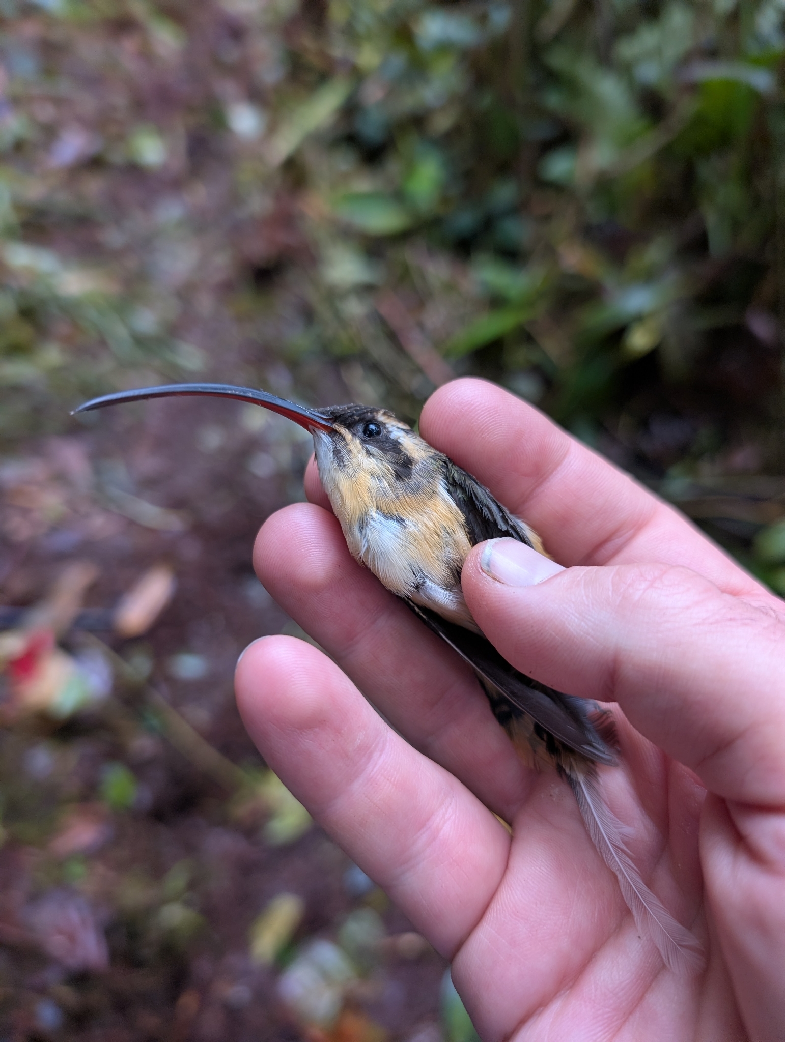 Tawny-bellied Hermit (Phaethornis syrmatophorus), photo 1