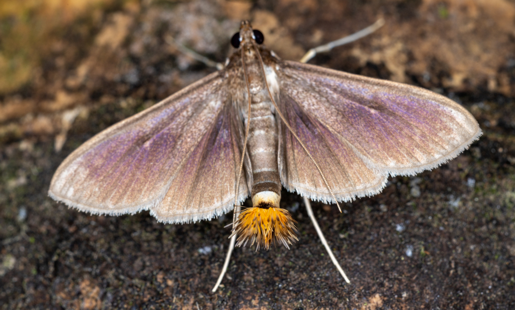 Diaphania albianalis