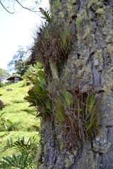Tillandsia punctulata, photograph (c) Letizia Weichgrebe, some rights reserved (CC BY)