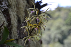 Prosthechea ionocentra