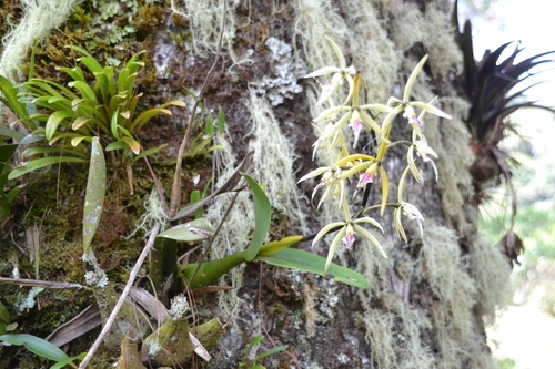 Prosthechea ionocentra, photograph 1