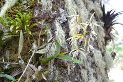 Prosthechea ionocentra, photograph (c) Letizia Weichgrebe, some rights reserved (CC BY)
