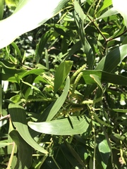 Acacia auriculiformis