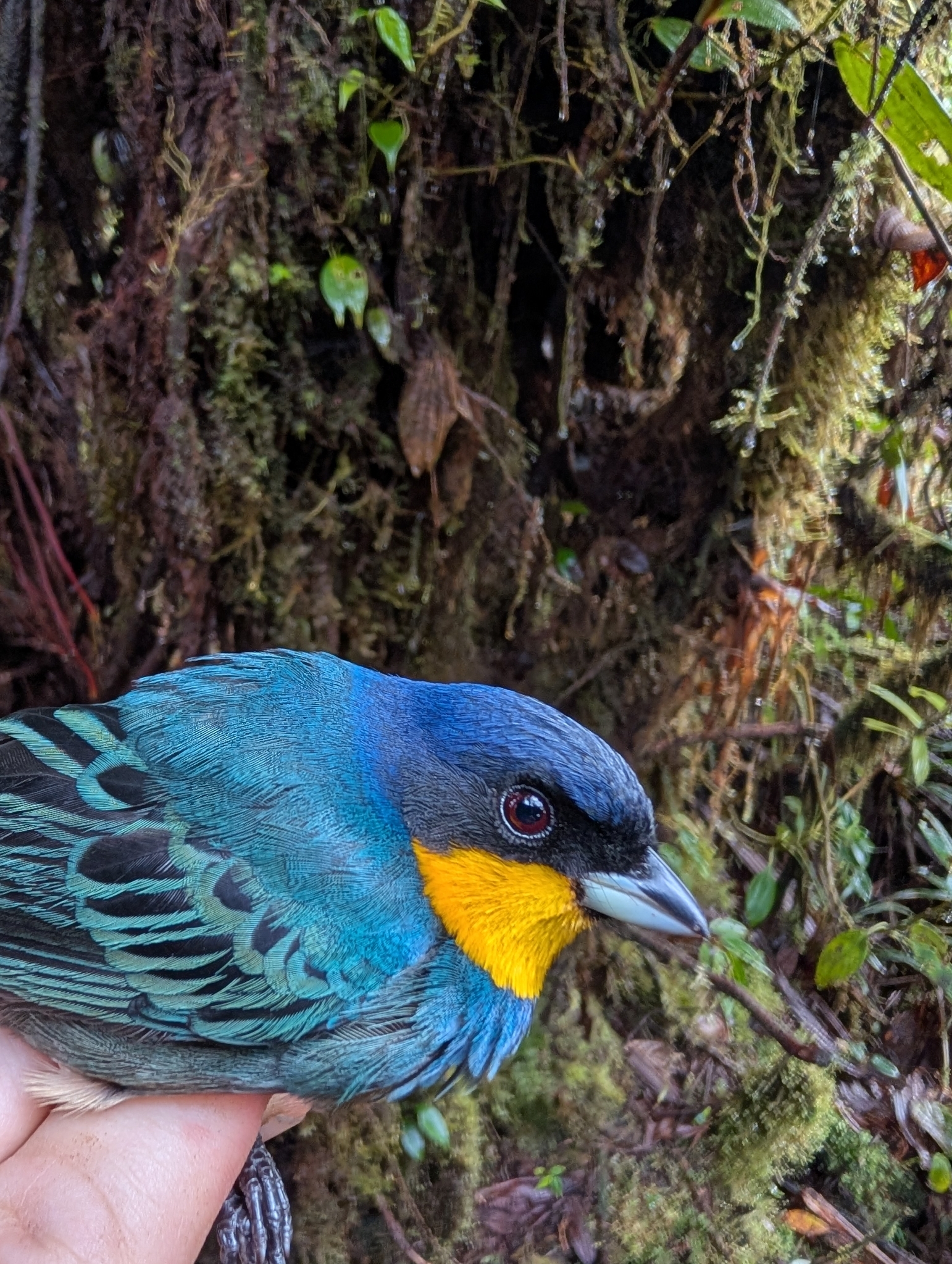 Purplish-mantled Tanager (Iridosornis porphyrocephalus), photo 1
