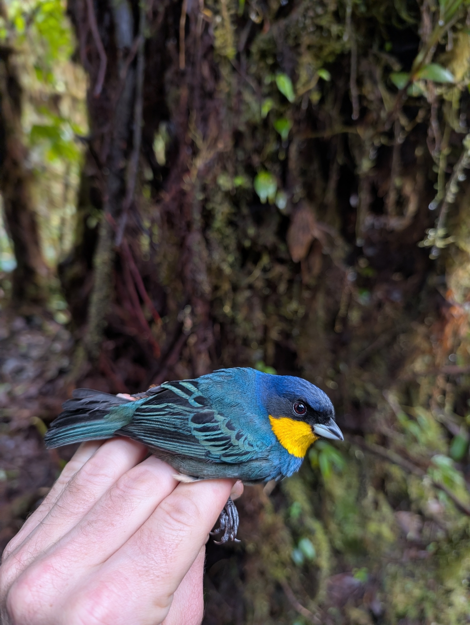 Purplish-mantled Tanager (Iridosornis porphyrocephalus), photo 2