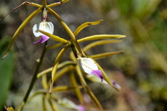 Prosthechea brassavolae