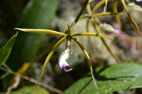 Prosthechea brassavolae, photograph 1