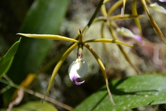 Prosthechea brassavolae, photograph (c) Letizia Weichgrebe, some rights reserved (CC BY)