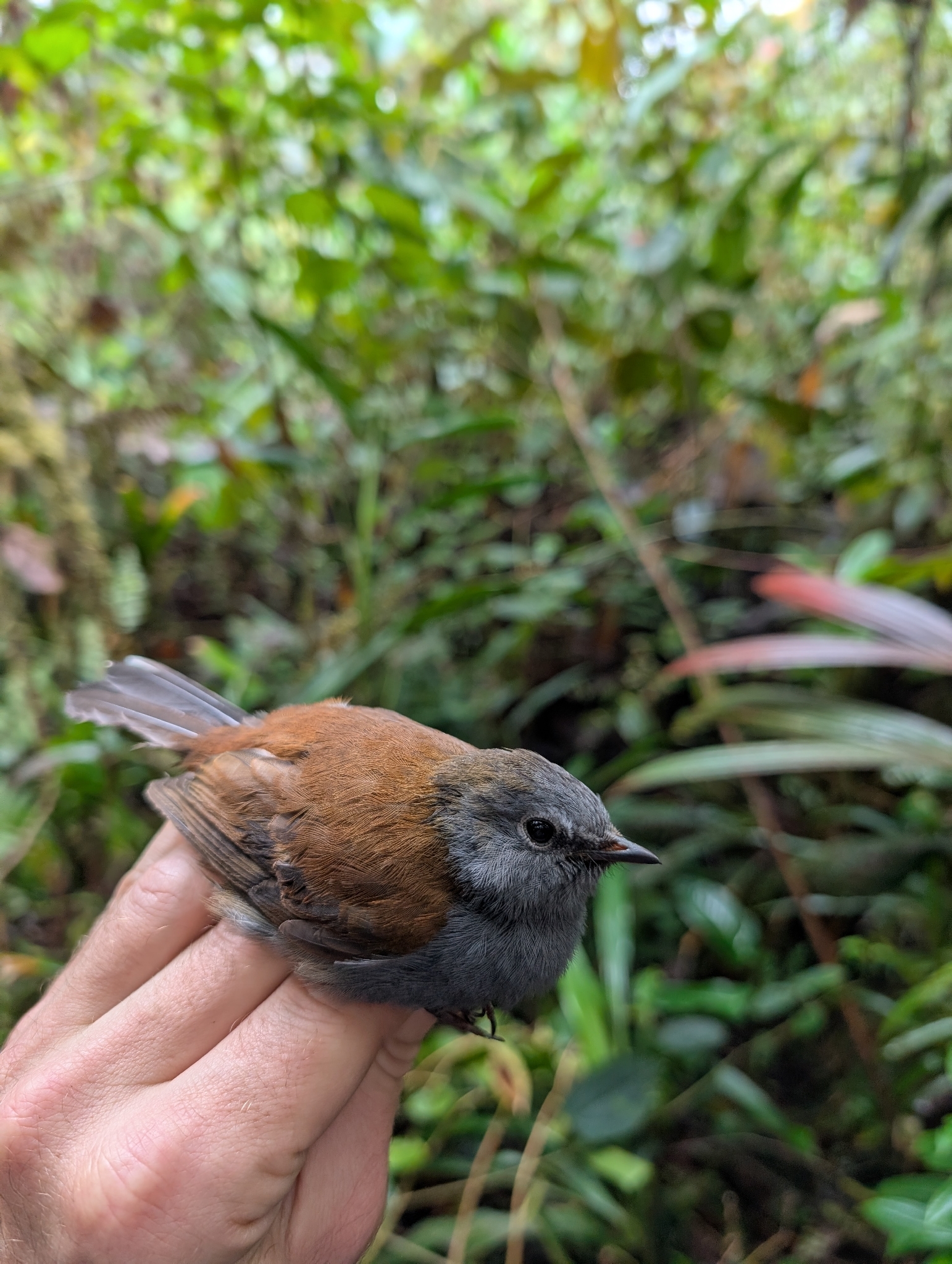 Andean Solitaire (Myadestes ralloides), photo 1