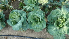 Brassica oleracea