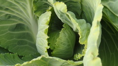 Brassica oleracea