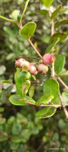 Syzygium cuneifolium, 2026-02-12