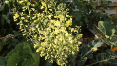 Brassica oleracea