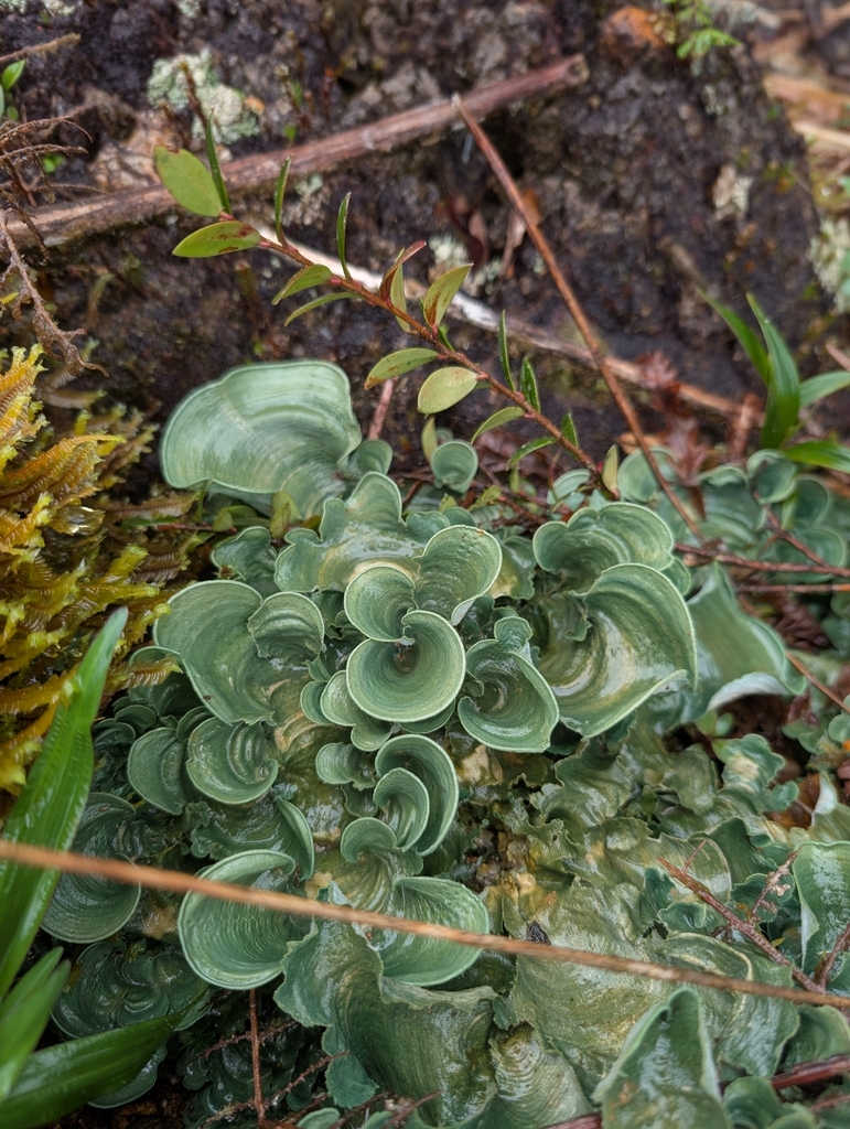 Cora glabrata · February 2026 · photo: © saucierj (iNaturalist, cc-by-nc)