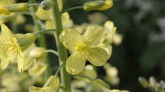 Brassica oleracea