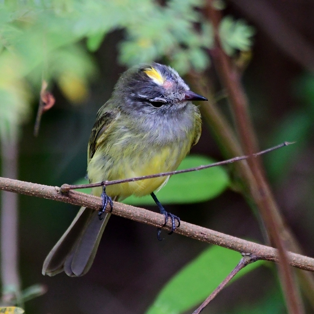 Greenish Elaenia (Myiopagis viridicata), photo 4