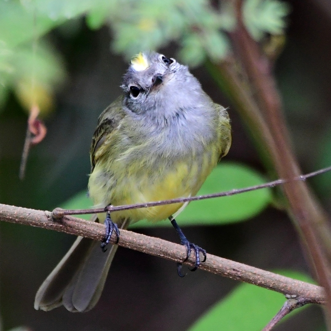 Greenish Elaenia (Myiopagis viridicata), photo 5