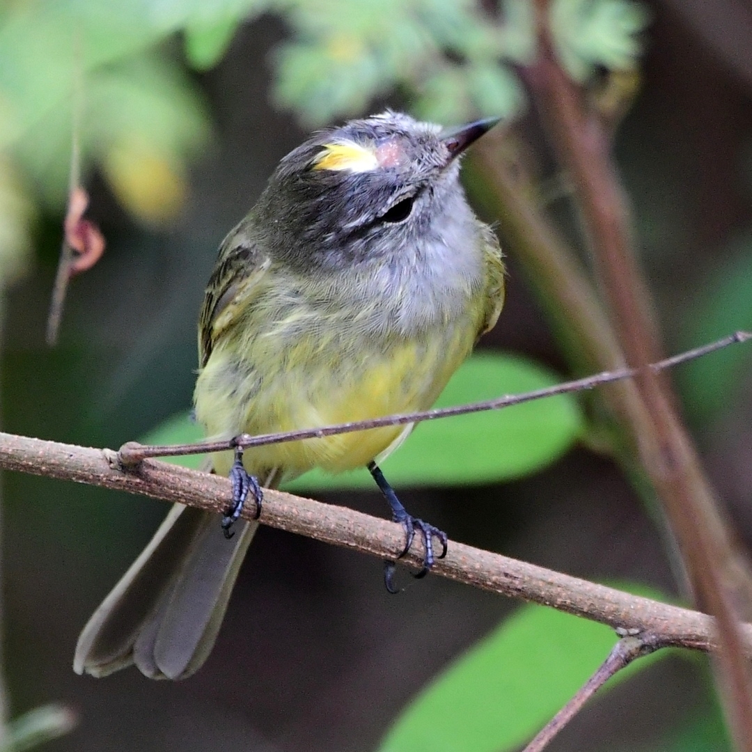 Greenish Elaenia (Myiopagis viridicata), photo 6