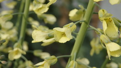 Brassica oleracea