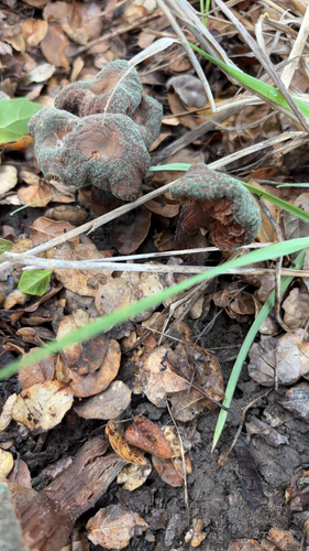 iNaturalist observation photo of oak-loving bolete