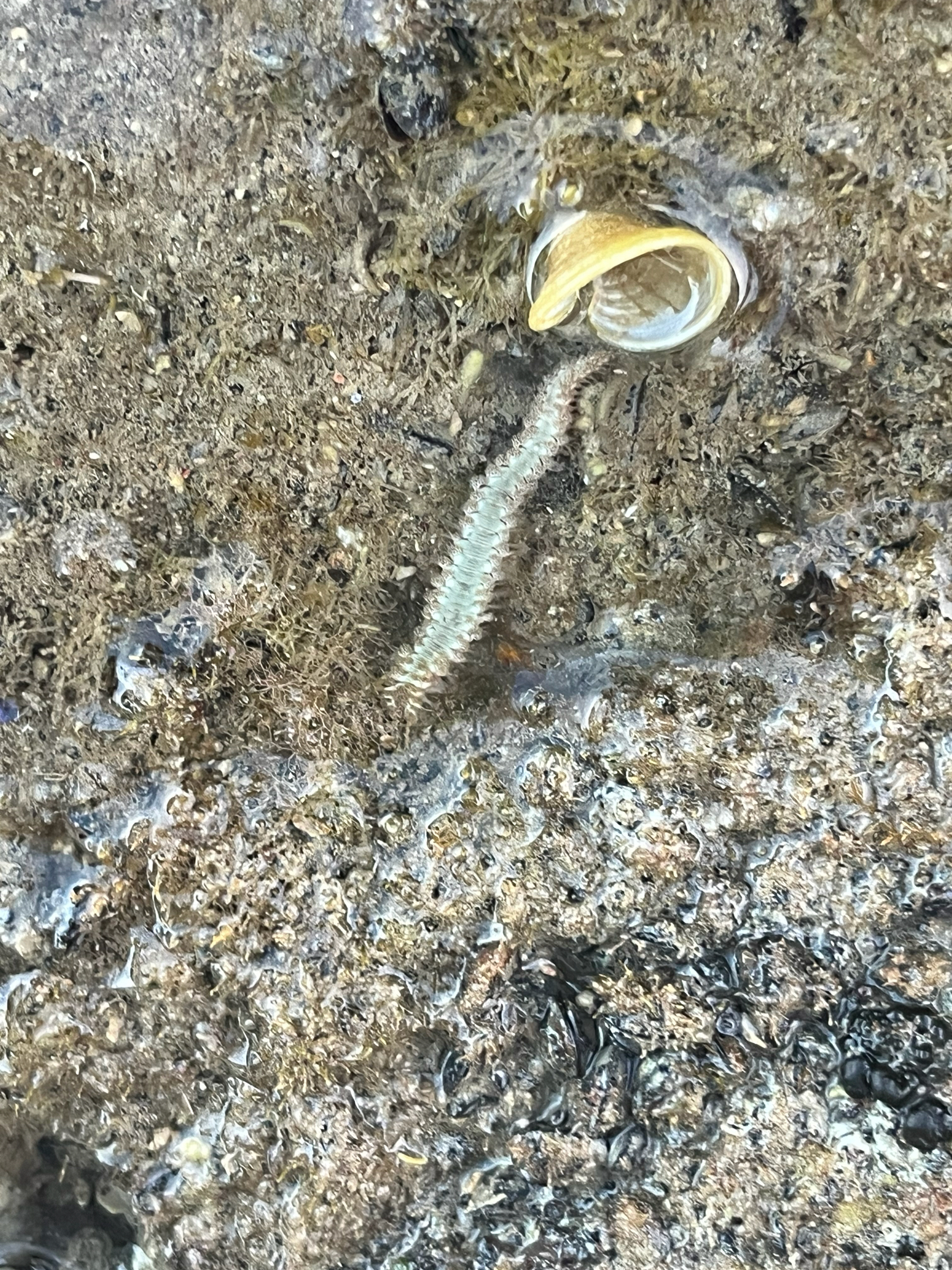 Hermodice carunculata (Pallas, 1766)