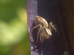 Oxyopes elegans