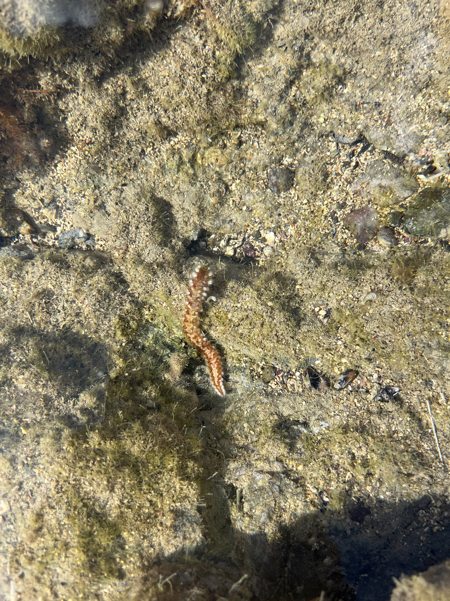 Hermodice carunculata (Pallas, 1766)