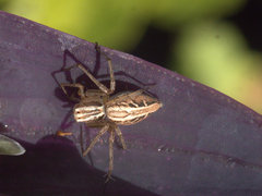 Oxyopes elegans