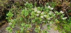 Veronica topiaria