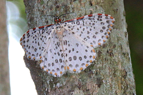 Caloschemia pulchra