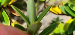 Veronica topiaria