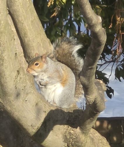 Eastern Gray Squirrel