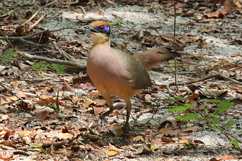 Red-capped Coua