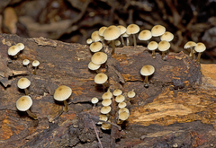 Roridomyces