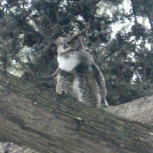 View observation of {o.common_name} on iNaturalist