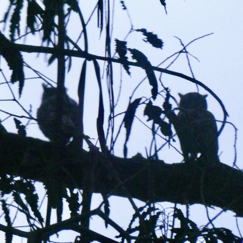 View observation of {o.common_name} on iNaturalist