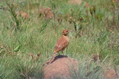 Eastern Long-billed Lark (Certhilauda semitorquata), photo 2