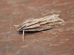 Leistarcha scitissimella