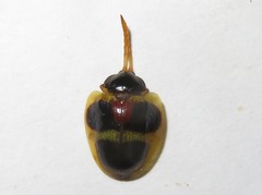 Spilophora peruana