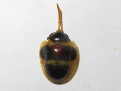 Spilophora peruana