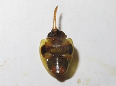 Spilophora peruana