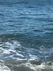 Phoca vitulina