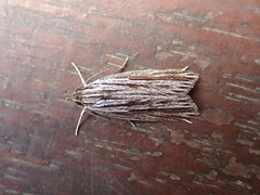 Leistarcha scitissimella