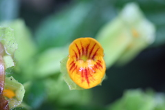 Chrysothemis