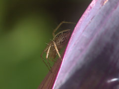 Oxyopes elegans