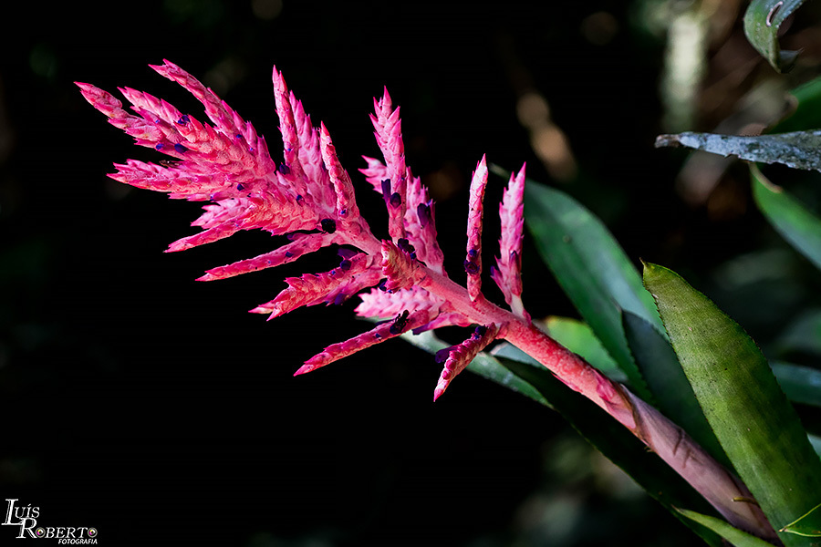 Aechmea distichantha × caudata A0152 Aechmea distichantha - Wikipedia