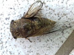 Cryptotympana atrata